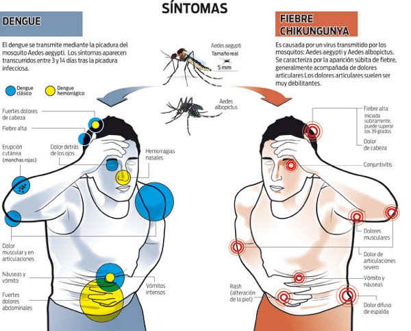 el mosquito aedes aegypti y sus enfermedades