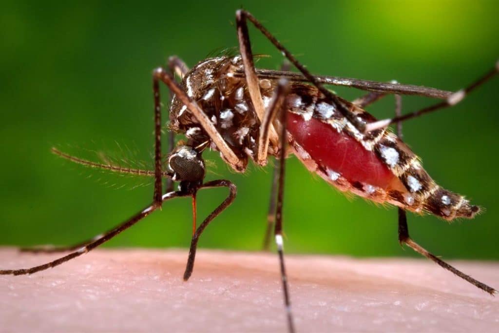 mosquito aedes aegypti o mosquito del dengue fiebre amarilla