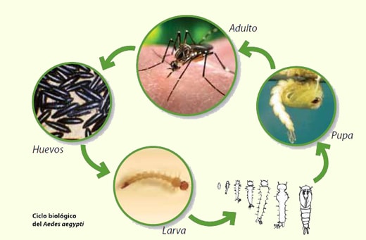 ciclo de vida del mosquito aedes aegypti