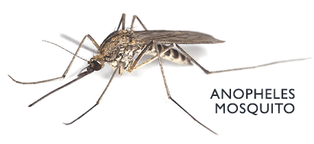 Mosquito anopheles