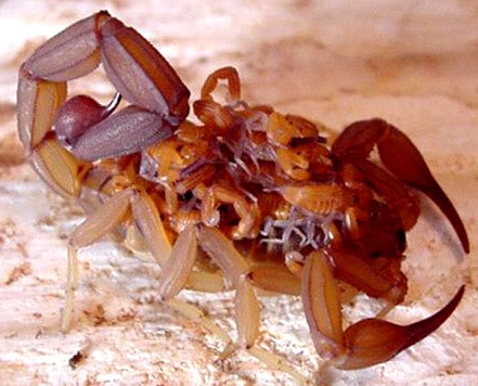 escorpión-azul-5