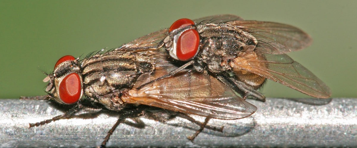 mosca domestica 
