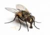 Tipos de moscas: Todo lo que debes saber sobre ellas