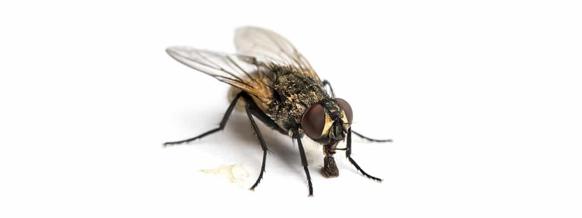 tipos de moscas