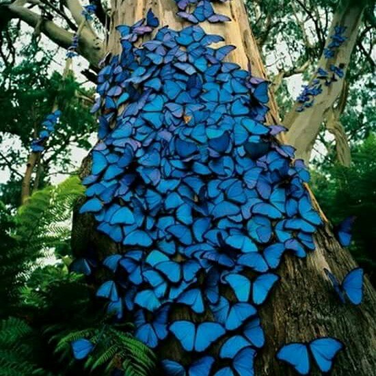 Mariposa Nocturna Todo Lo Debes De Saber Y Polillas