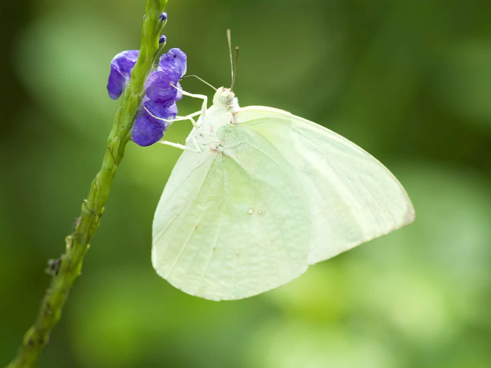 15-types-of-white-butterflies-with-pictures-wildlife-informer