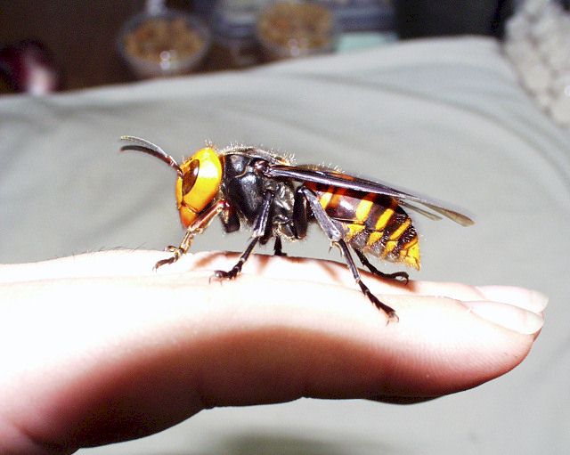 tamaño de la vespa mandarinia o avispa japonesa