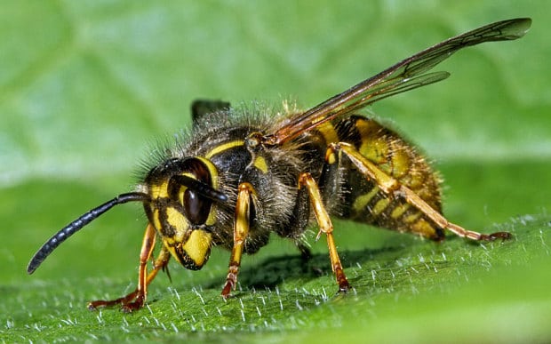 wasp-removal-madison