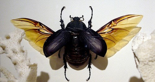 escarabajo 