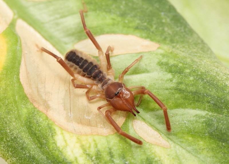 Araña camello Características, reproducción, picadura y más