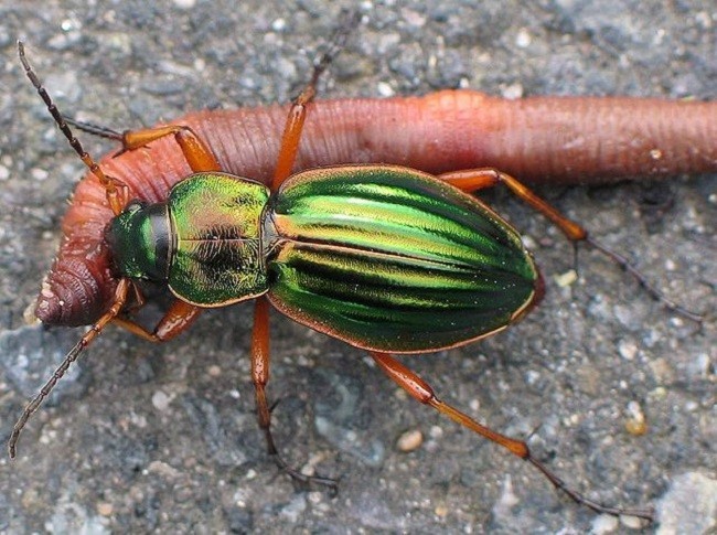 escarabjo