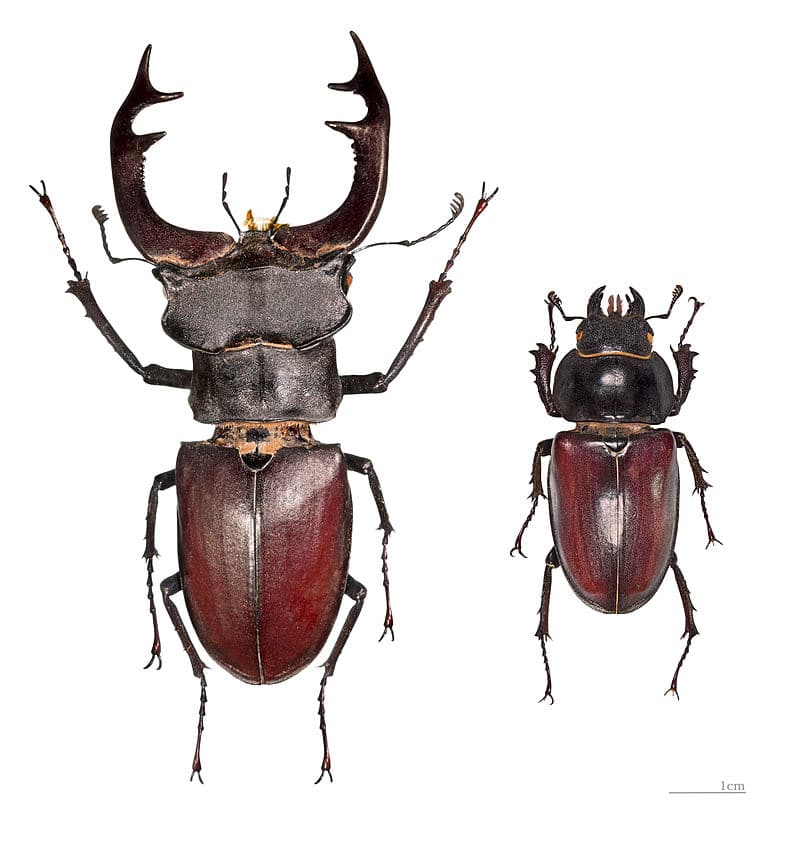 escarabajo 