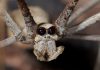 Arañas exóticas: Todo lo que debes saber sobre ellas