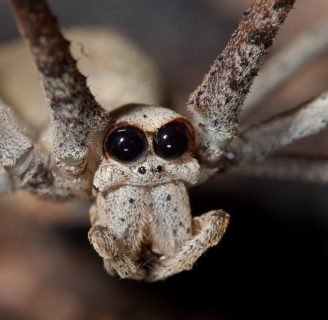 Arañas exóticas: Todo lo que debes saber sobre ellas