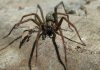 Arañas gigantes del congo: Todo lo que necesitas saber