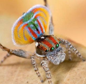 Arañas pavo real: Todo lo que debes saber