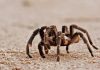 Arañas pollitos: Características, picadura, veneno y más