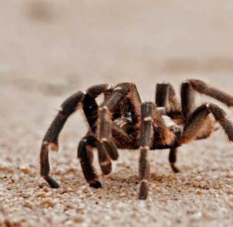 Arañas pollitos: Características, picadura, veneno y más