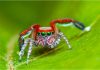 Arañas saltarinas: Todo lo que debes saber