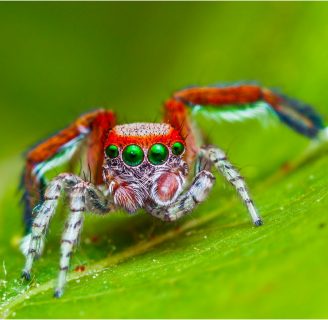 Arañas saltarinas: Todo lo que debes saber
