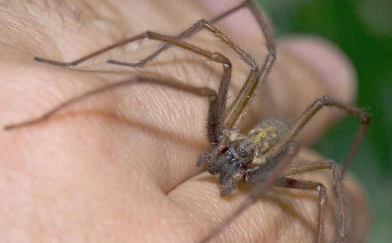 Arañas violinistas o araña de los rincones Características hábitat y más