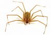 Arañas violinistas o araña de los rincones: Características, hábitat, y más