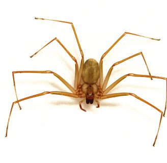 Arañas violinistas o araña de los rincones: Características, hábitat, y más