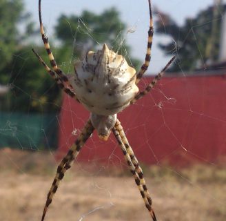 Arañas voladoras: Todo lo que debes saber