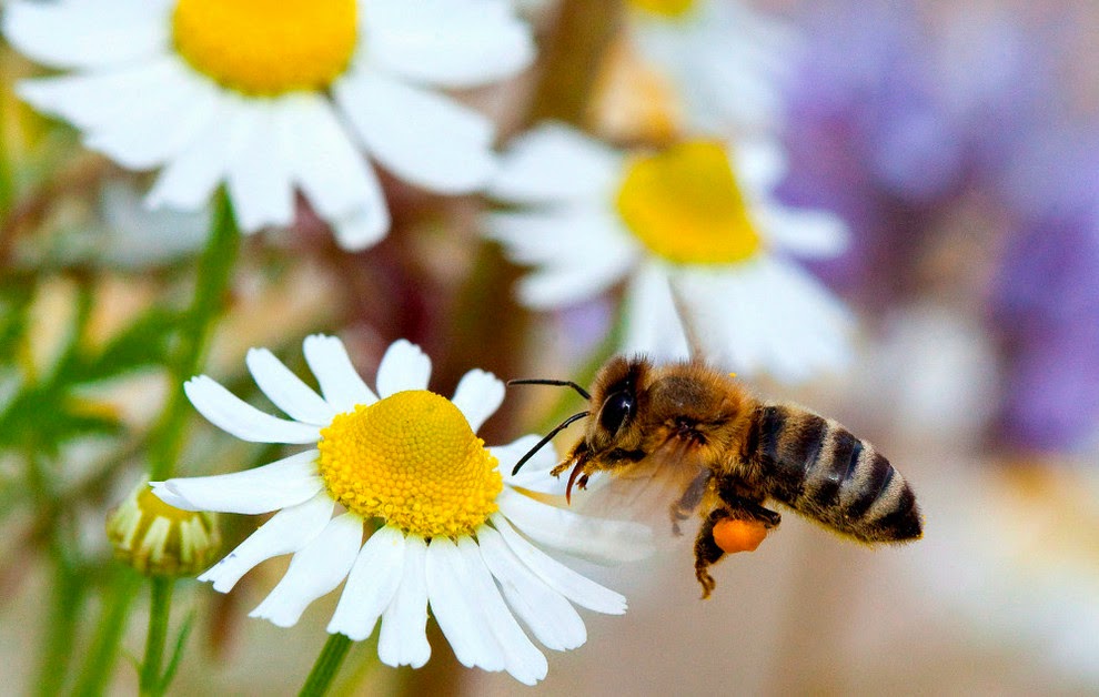 Cómo atraer abejas a una colmena vacía