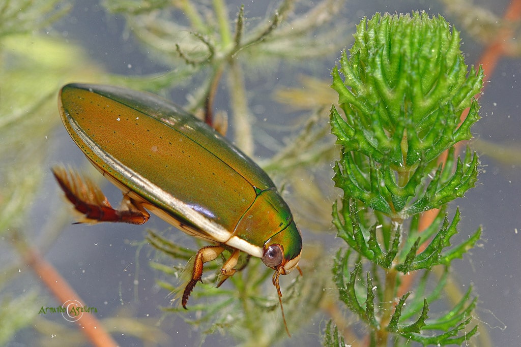escarabajo acuatico 