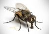 Cuánto vive una mosca: Descubre el ciclo de vida de las mismas