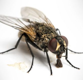 Cuánto vive una mosca: Descubre el ciclo de vida de las mismas