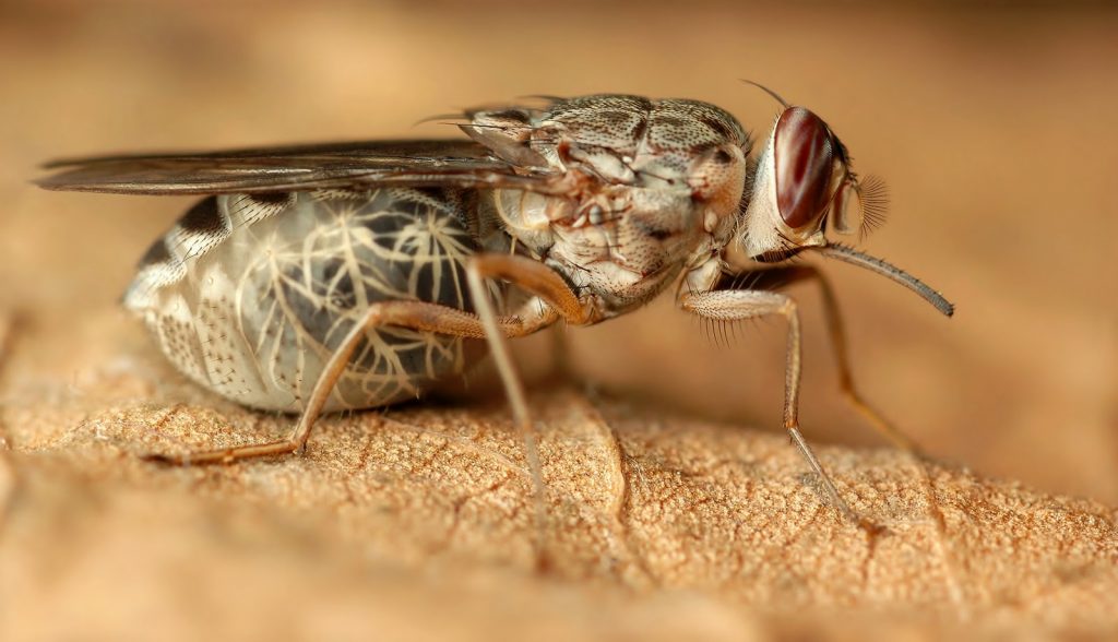Cuánto vive una mosca Descubre el ciclo de vida de las mismas Cuánto vive una mosca Descubre el ciclo de vida de las mismas