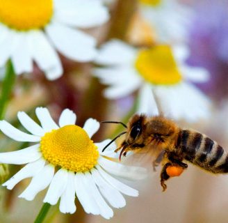 Cómo atraer abejas a una colmena vacía