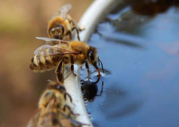 Cómo-atraer-abejas-a-una-colmena-vacía3