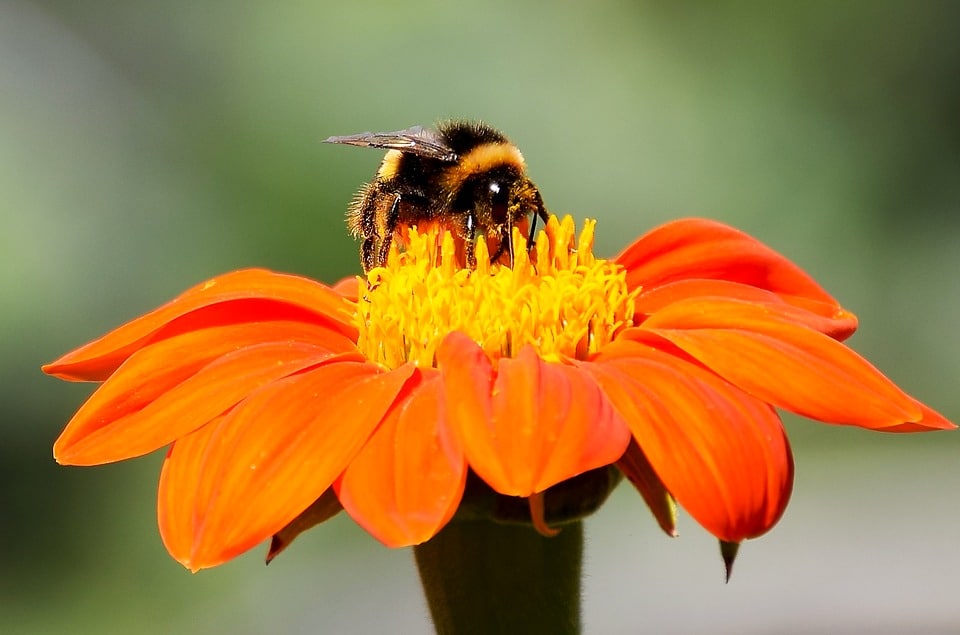 Cómo-atraer-abejas-a-una-colmena-vacía5