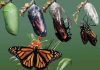 De oruga a mariposa: Aprende de la increíble transformación
