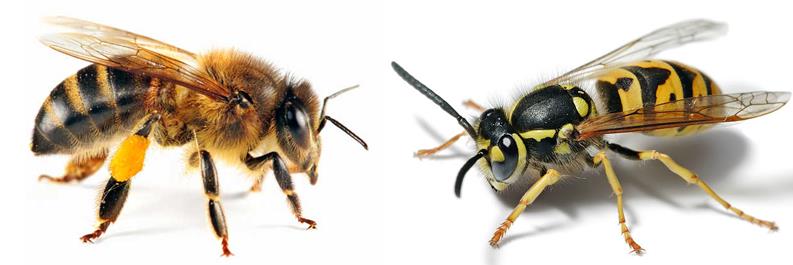 Diferencia entre abeja y avispa