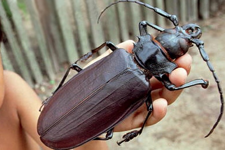 Escarabajo-titan