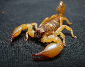 escorpión-o-alacrán-5