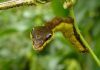 Oruga serpiente: Todo lo que debes saber de este insecto