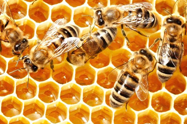 Por-qué-las-abejas-hacen-miel1