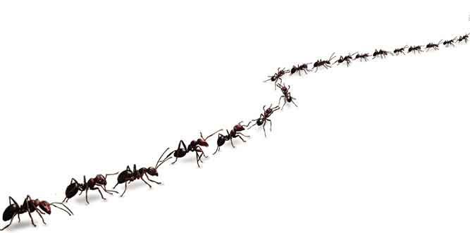 Por-qué-las-hormigas-caminan-en-fila4