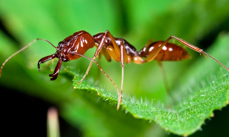 Por qué las hormigas no duermen 