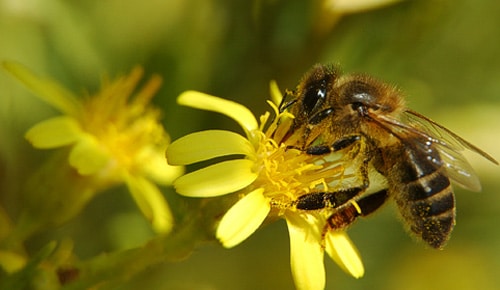 Por-qué-son-importantes-las-abejas4