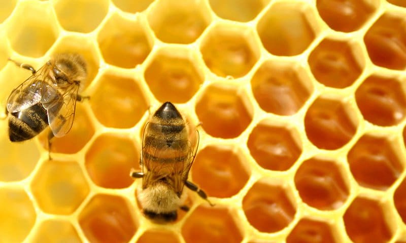 Por-qué-las-abejas-hacen-miel5