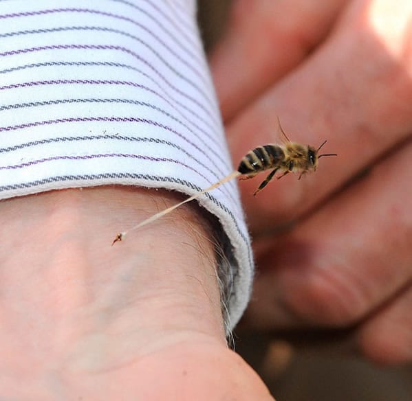 Por qué las abejas mueren cuando pican