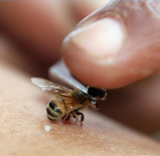 Por qué las abejas mueren cuando pican