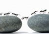 Por qué las hormigas caminan en fila