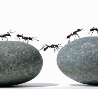 Por qué las hormigas caminan en fila